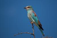 Kruger NP - European Roller